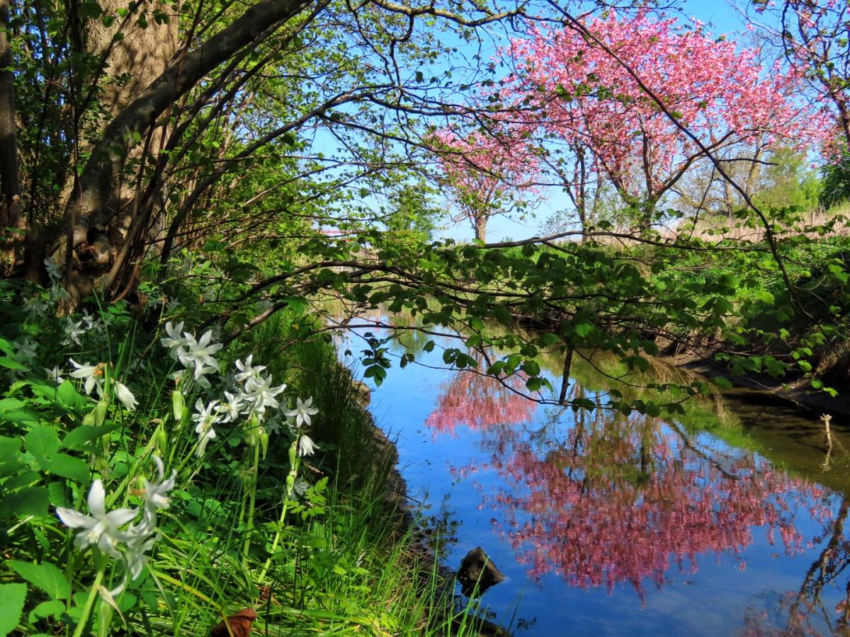Gedebæksreden ved Sct. Hans Have