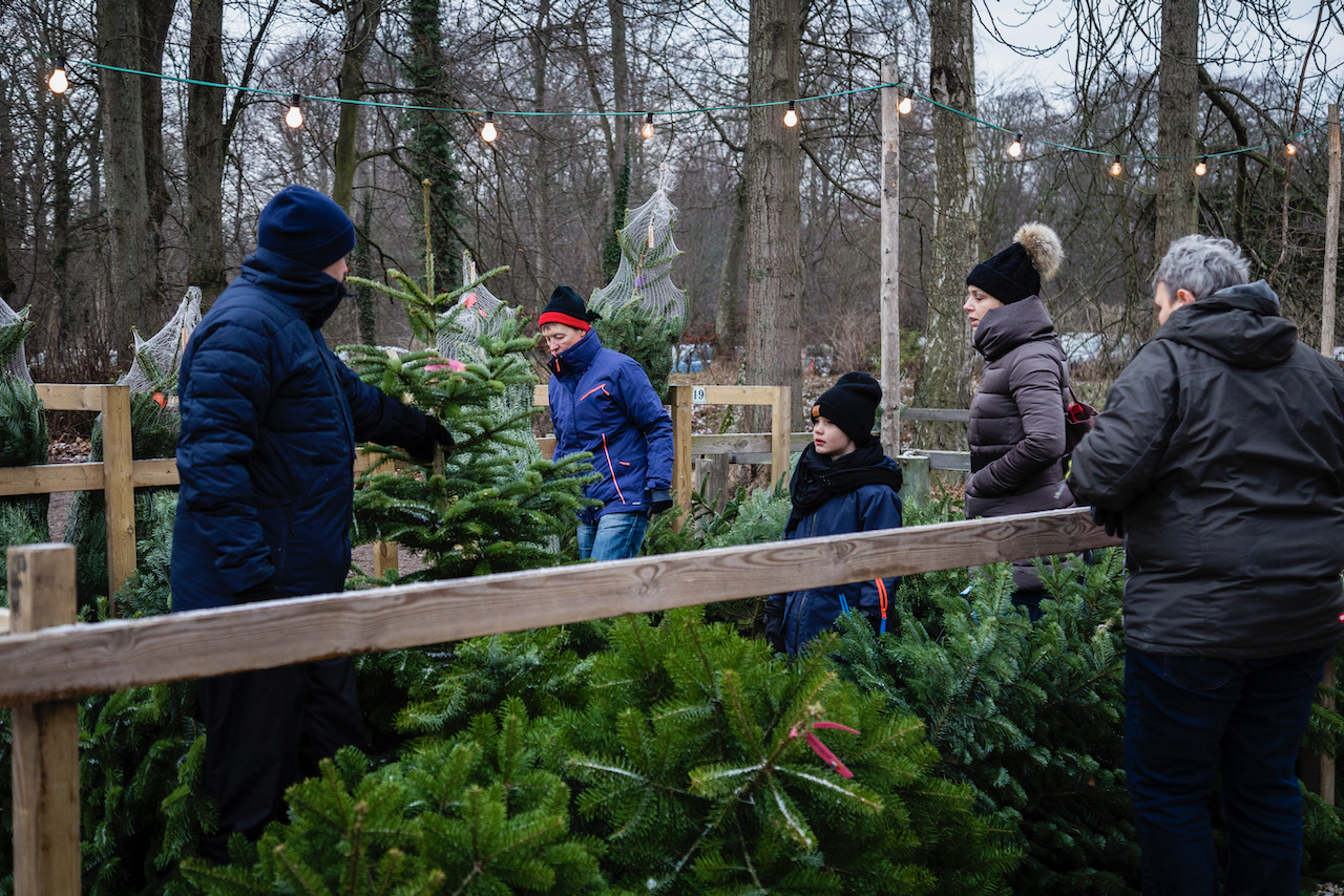 Juletræer på Ryegaard Gods