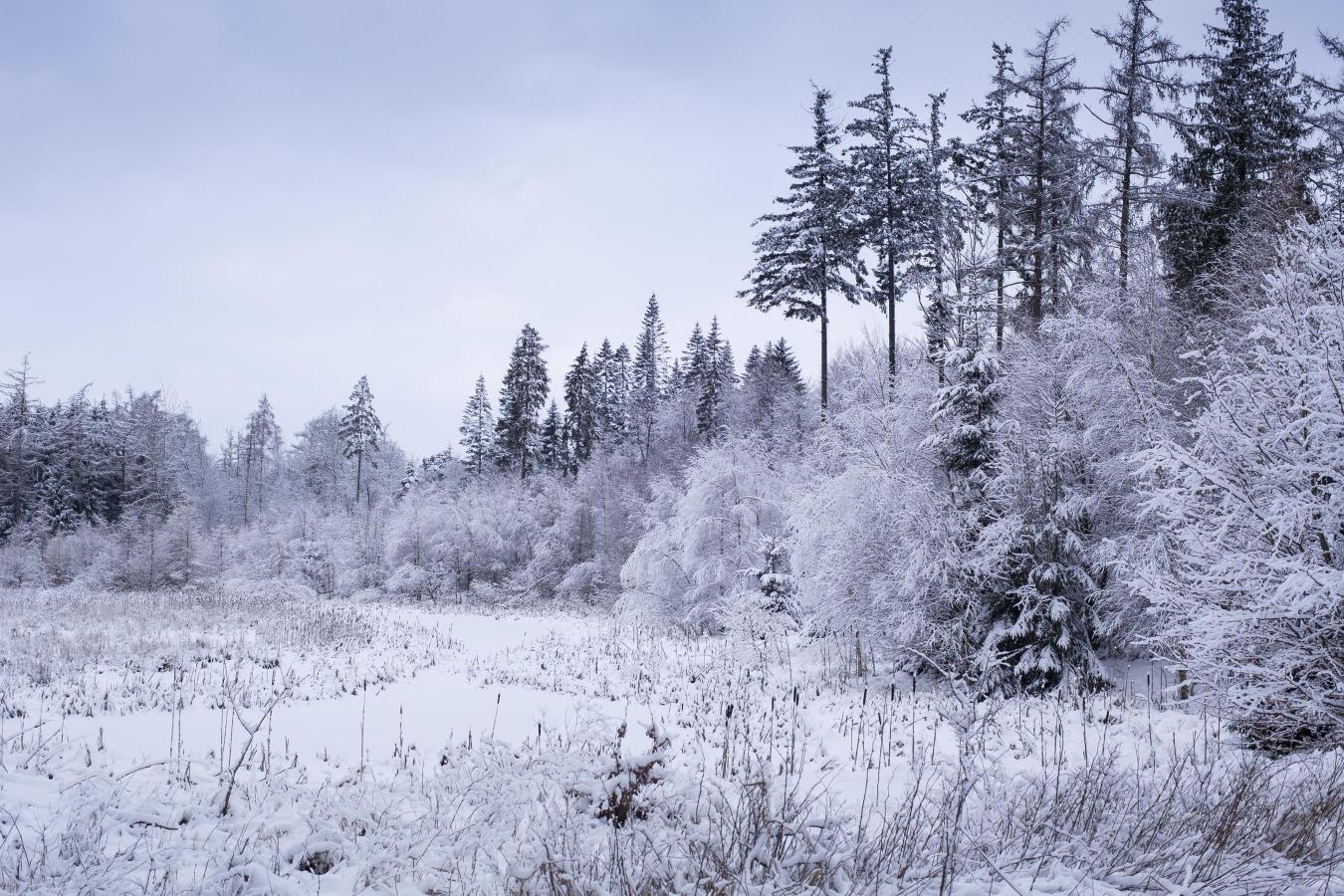 Bidstrup skovene vinter