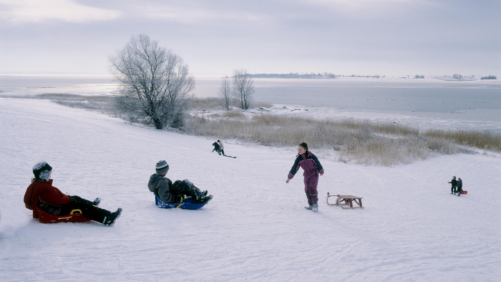 Børn og voksne kælker på sneklædt bakke ved Jyllinge i Nationalpark Skjoldungernes Land.