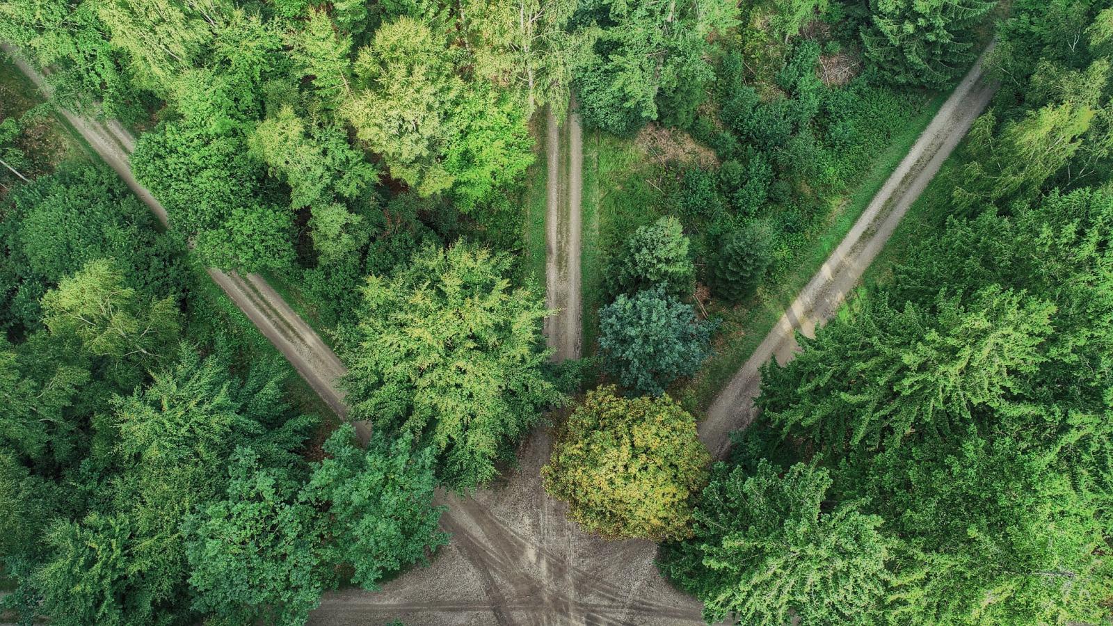 Parforcejagt Stjernen set oppe fra